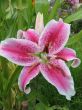 A lily