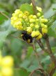 bumblebee on yellow flower