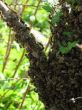 Swarm of bees