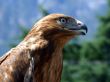 The tamed falcon