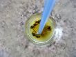 Cemetery of wasps in a cocktail with orange juice