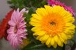 Wedding bouquet of gerbera