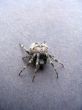 The big grey spider creeps on a brown table