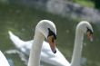 Swan 02