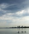 Cormorants Await the Storm