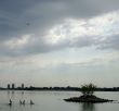 Cormorants Near Island  Await the Storm
