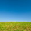 green grass and blue sky