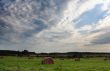 field of straw bales