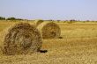Field with haycocks
