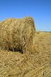 Haycock