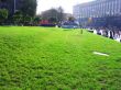 City lawn