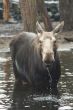 moose drinking water