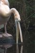 pelican drinking water