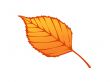  Autumn leaf illustration
