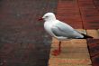 sea gull
