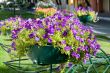 Violet flowers