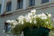  White flowers