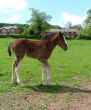 A Shire foal