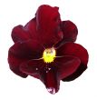 Pansy