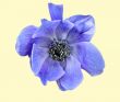 Anemone