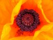 Orange poppy