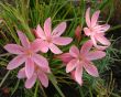 schizostylis coccinea