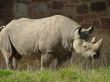 Rhinoceros