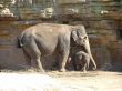Baby elephant
