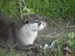 Asian otter