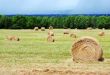 Hay bales