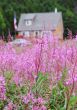 Field of flowers