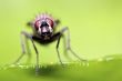 housefly portrait