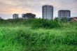 High grass and buildings HDR