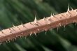 thorn on a stem