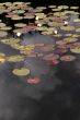 reflections and water lilies