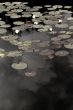 water lilies and reflections