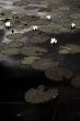 water lilies