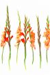 flowers and glass tube vases on white