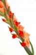 flowers decoration vertical on white