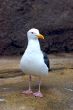 Still Bird
