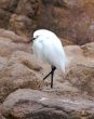 Still Bird