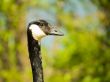 Canada Goose Head