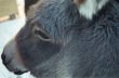 Donkey