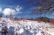 Winter Landscape
