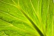 Green leaf