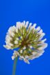 Clover flower