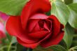 red rose closeup