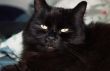 Balck Cat