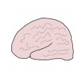 Human Brain