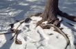 Tree Roots